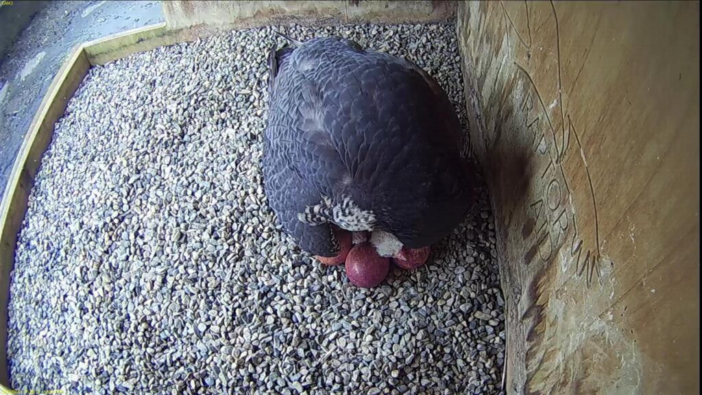First glimpse of the chick's head at 3.25 pm