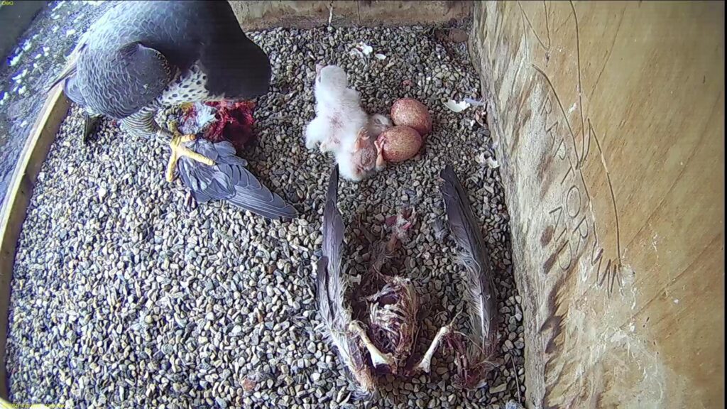 Azina feeding the chicks. One has fallen over.
