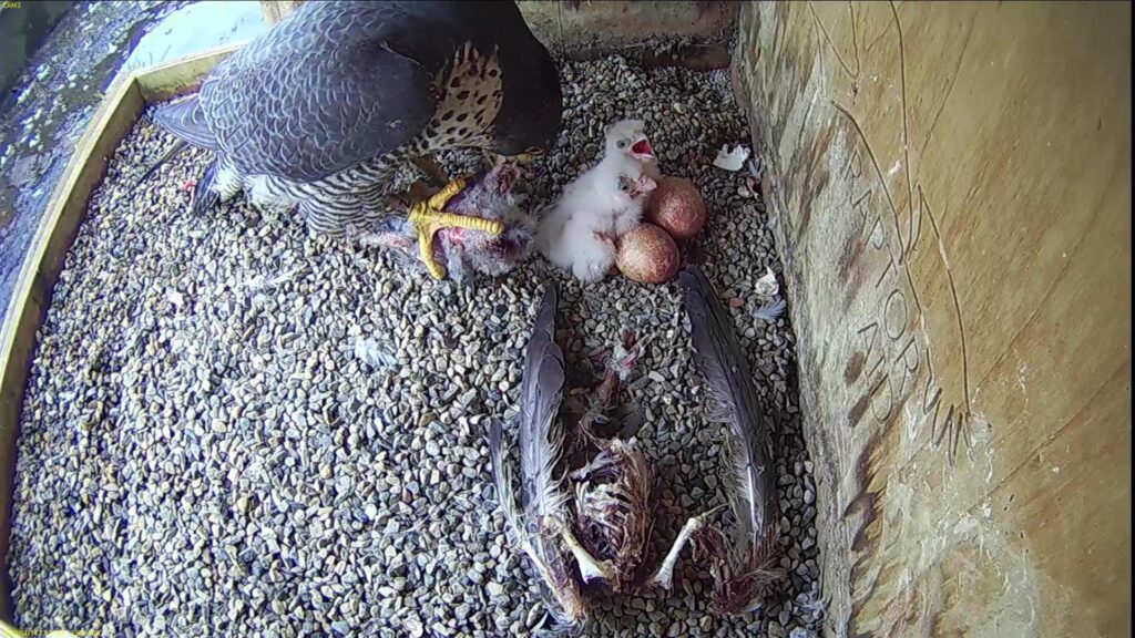 Azina feeding the chicks.