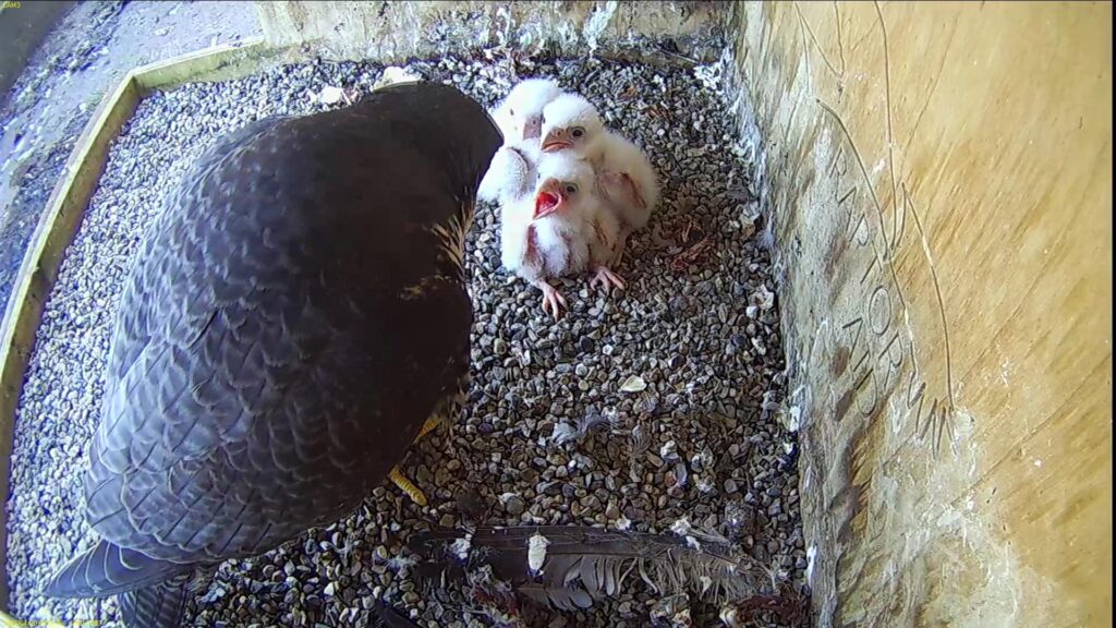 Azina feeding the chicks - the small one at the front as usual