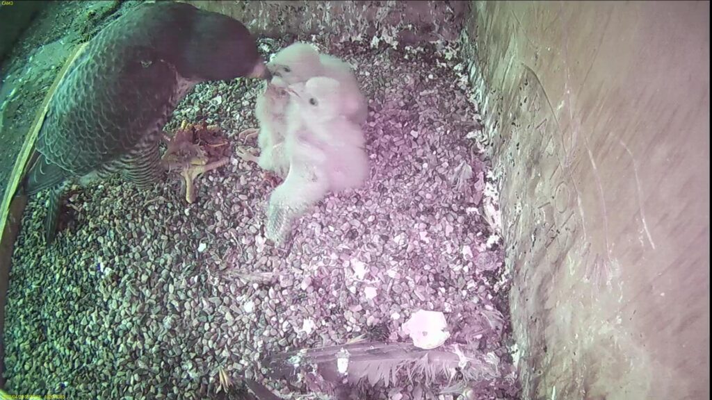 Azina feeds the chicks - look at the pin feathers!