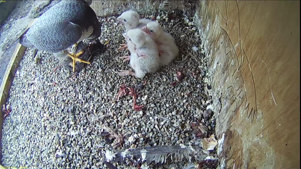 Tom feeding the chicks - his second time today