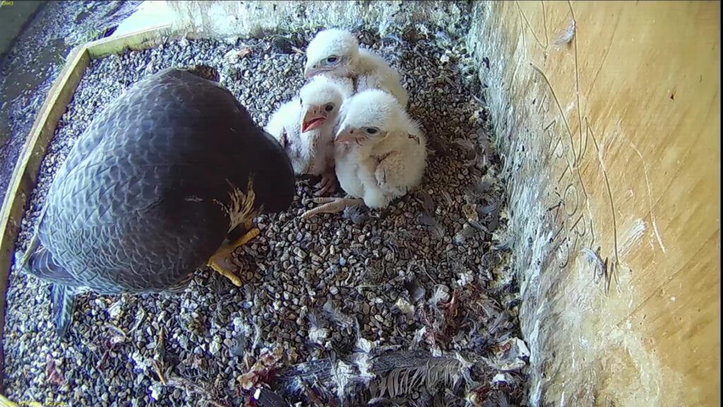 Azina feeding the chicks