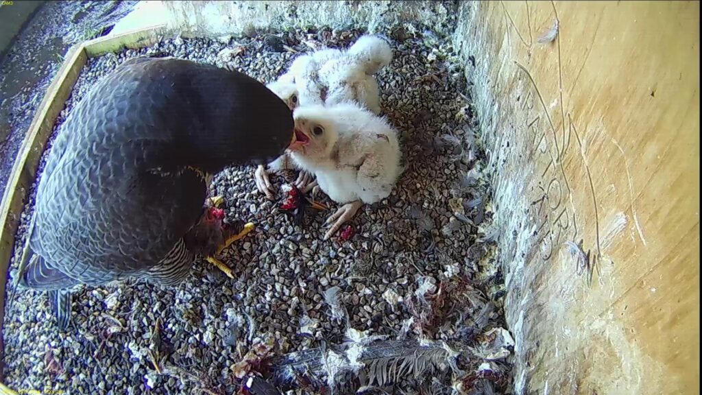 Azina feeding the chicks