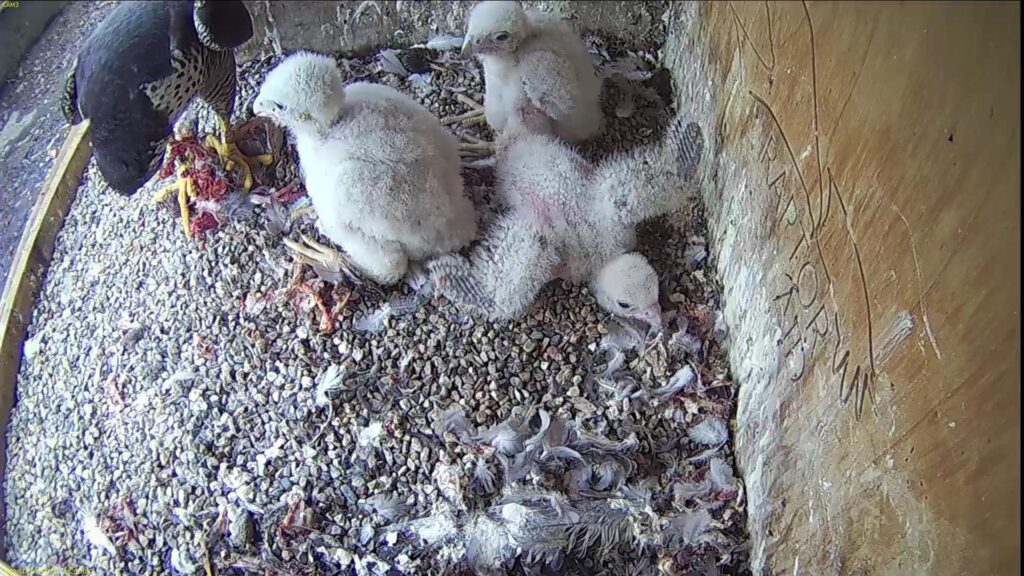 Azina feeding the chicks – youngest one does some wing flapping