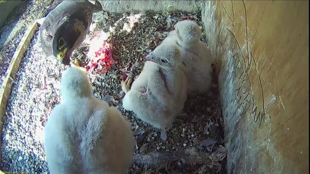 Azina feeds the chicks – chick #1 is standing up!