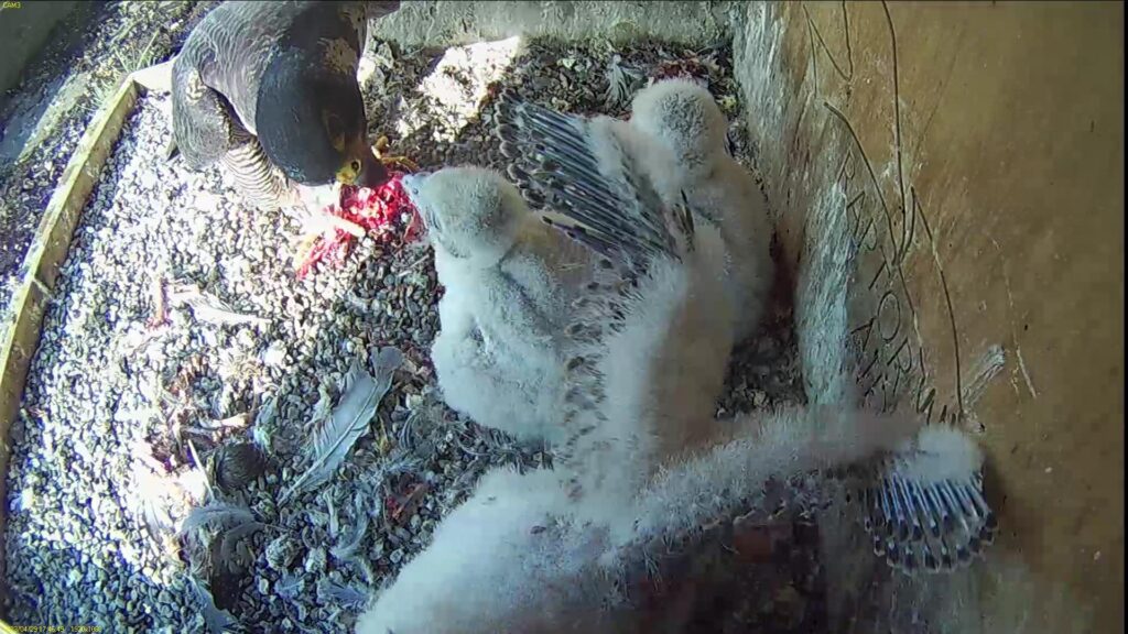 Azina feeds the chicks – chick #1 is flapping