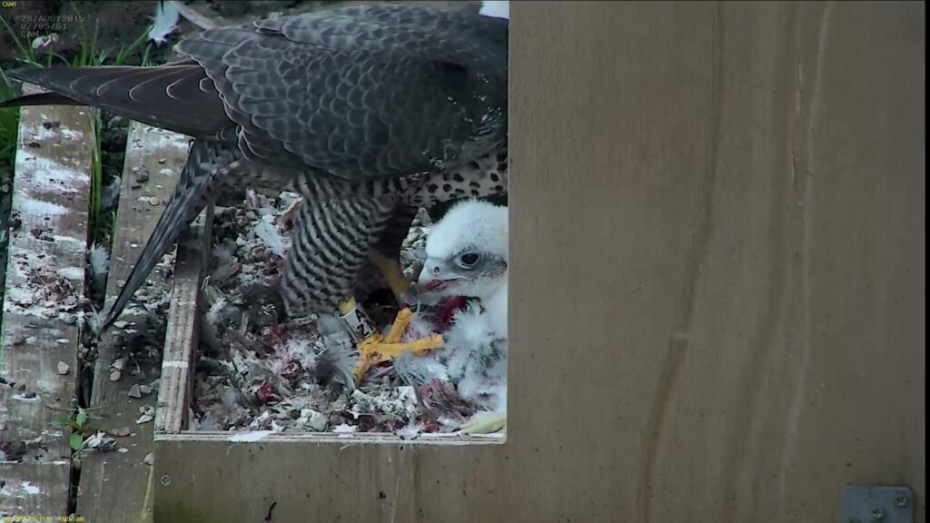 First view of a chick on the ledge ptz camera