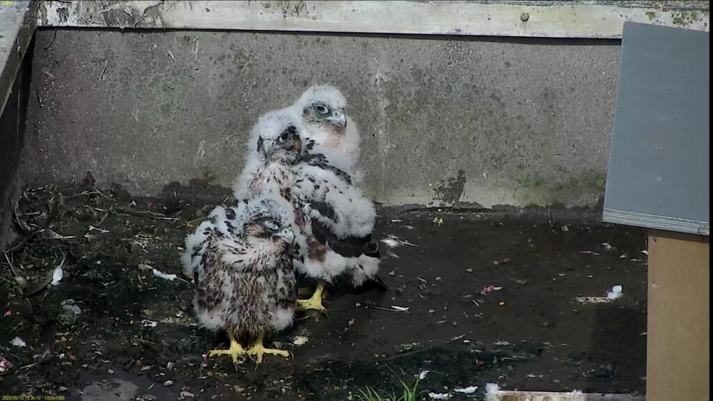 All three chicks, in 1, 2, 3 order