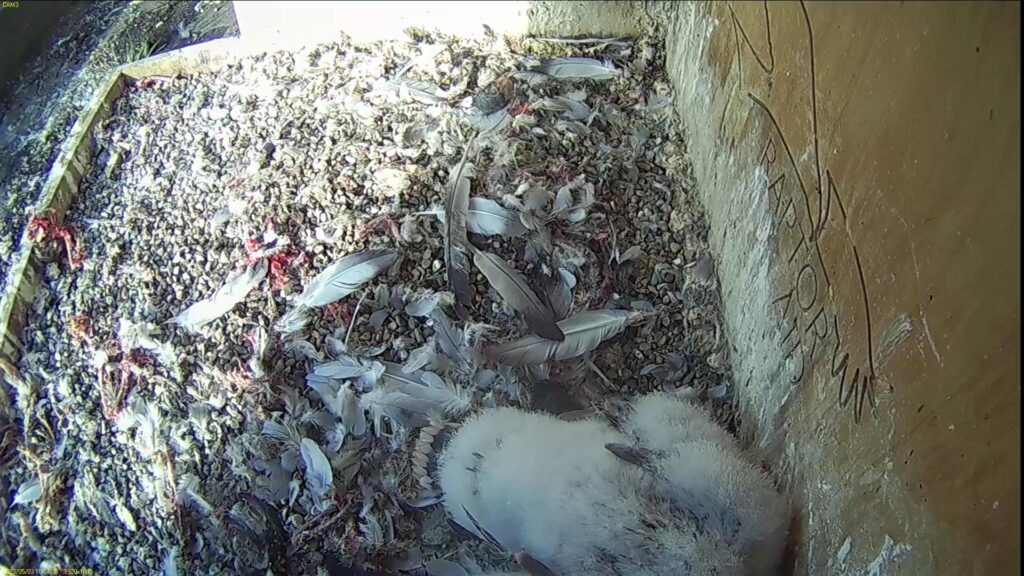 Nice to have the nest box for one self for a while ;)