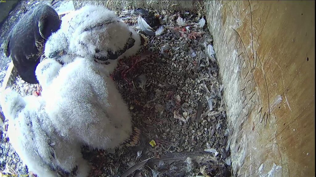 Azina feeding the chicks – Chick #2, #3 and #1 from left to right