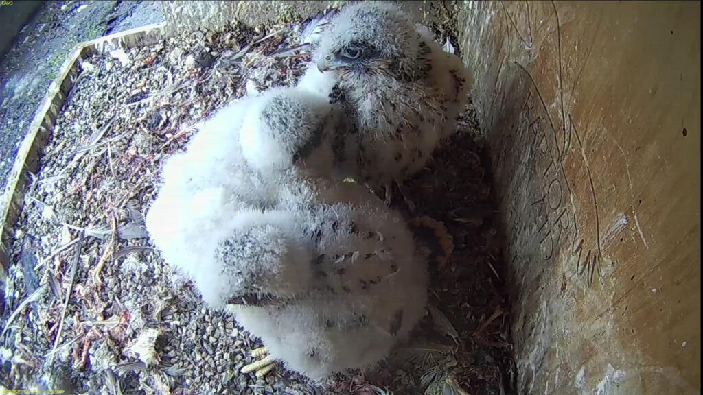 Chicks #2, 3 and 1 from front to back