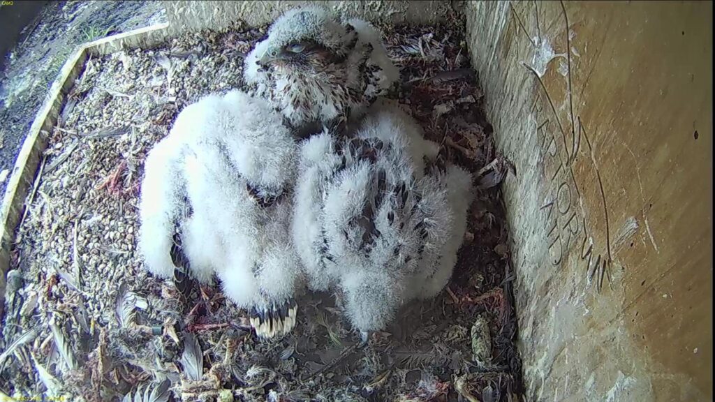 Chick #1 sleeping sitting up while the others are pancaked