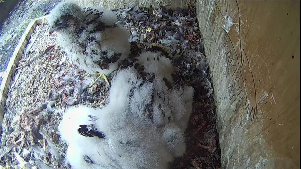 Chick #1 sleeping sitting up while the others are pancaked