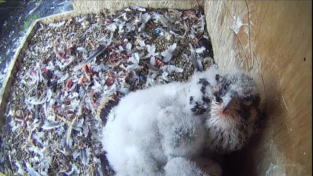 Huddling together as hail starts falling on the nest box